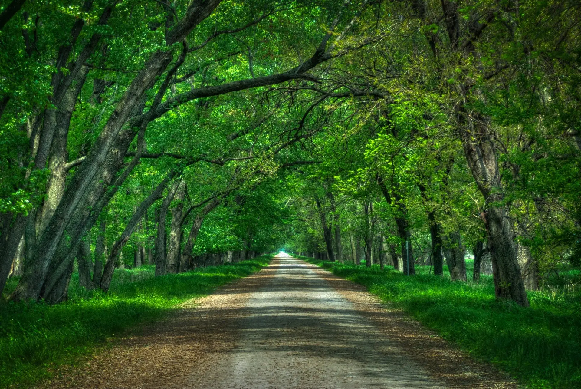 A straight path running through a tunnel of green trees towards the light
